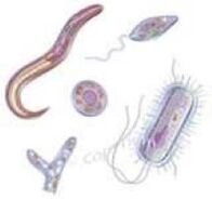 Parasites in the human body