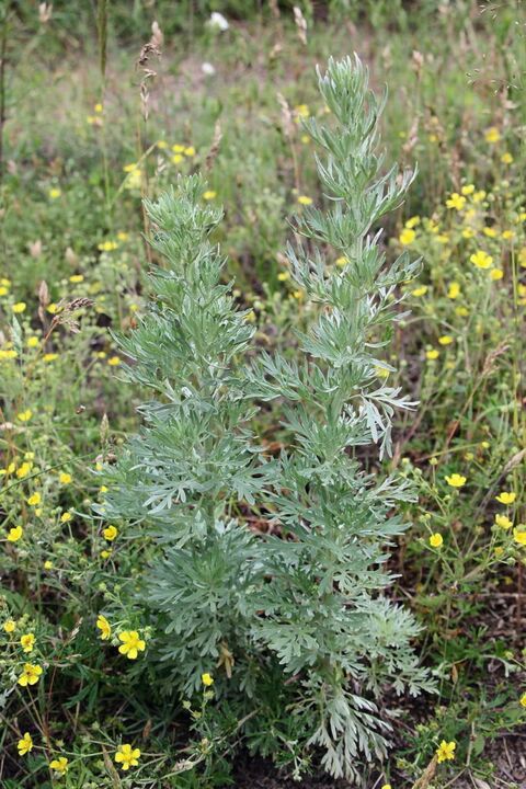 Wormwood-a raw material for making effective insect repellents