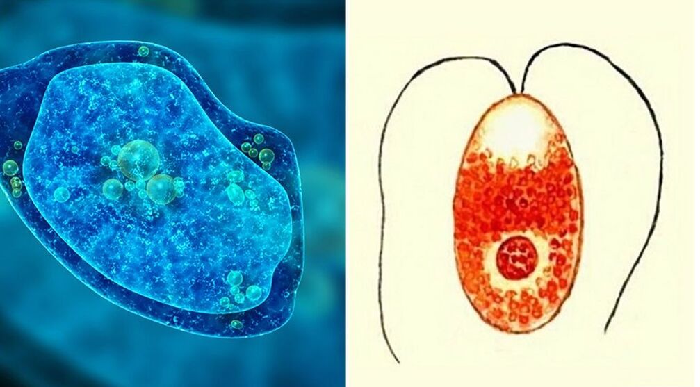 protozoan parasites dysentery amoeba and plasmodium