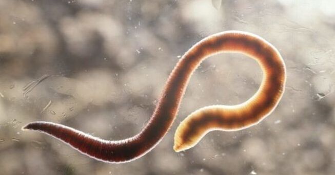 a parasite that lives in the human body