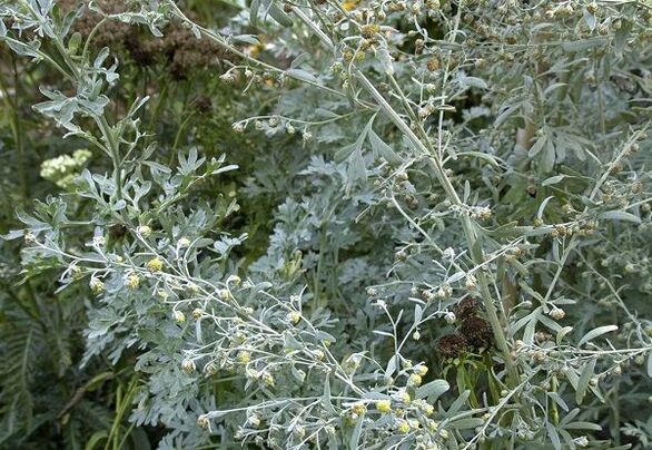 Effective against all types of parasites Wormwood