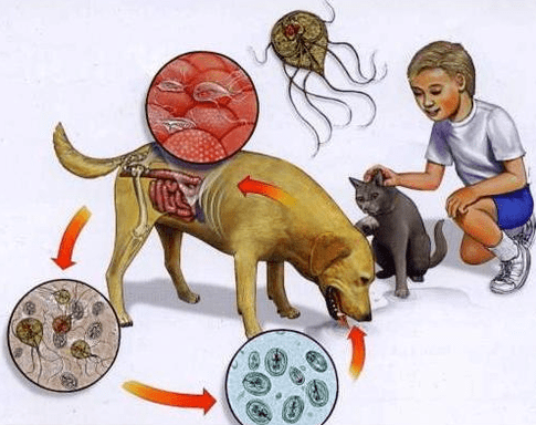 Symptoms of Ramblia infection