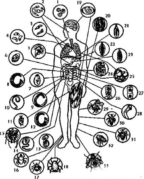 Parasite Types