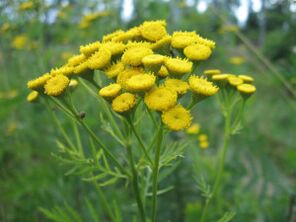 Tansy is used to remove internal parasites